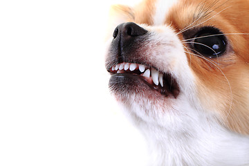 Image showing dangerous chihuahua face