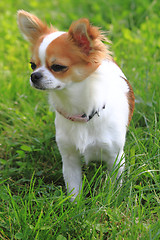 Image showing small chihuahua in the grass