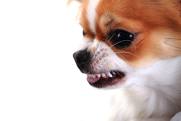 Image showing dangerous chihuahua face