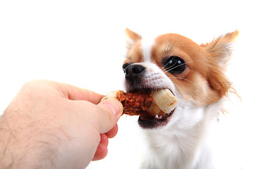 Image showing small chihuahua is eating dog snack