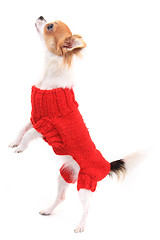 Image showing small chihuahua Sofia in red clothes