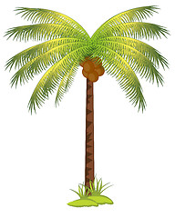 Image showing Palm with coco