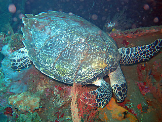 Image showing Hawksbill  sea turtle   current on coral reef  island, Bali.