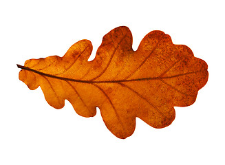 Image showing Oak leaf isolated on white background