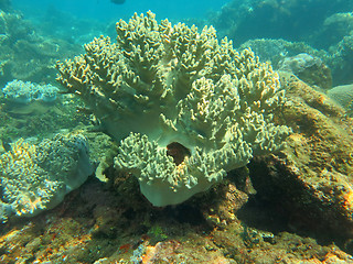 Image showing Thriving  coral reef alive with marine life and shoals of fish, 