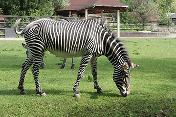 Image showing Beautiful zebra grazing