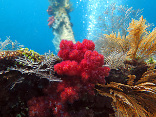 Image showing Thriving  coral reef alive with marine life and shoals of fish, 