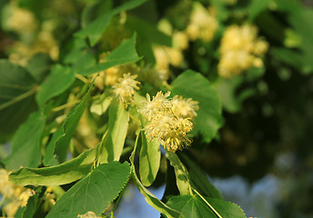 Image showing Linden tree in bloom, against a green leave