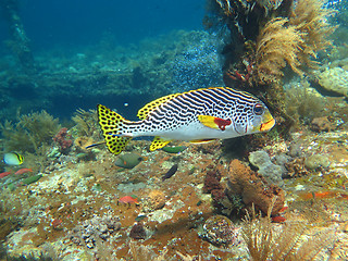 Image showing Thriving  coral reef alive with marine life and shoals of fish, 