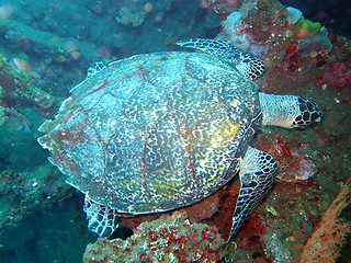 Image showing Hawksbill  sea turtle   current on coral reef  island, Bali.