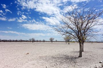 Image showing Etosha landscape