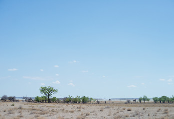 Image showing Etosha park