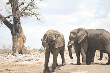 Image showing elephants in Africa