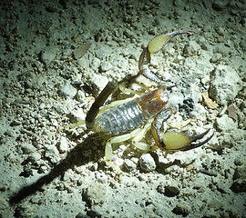 Image showing scorpio