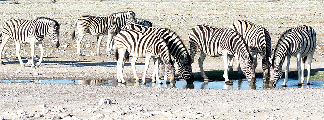 Image showing zebras