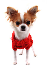 Image showing small chihuahua Sofia in red clothes