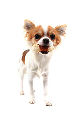 Image showing small chihuahua isolated