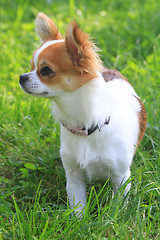 Image showing small chihuahua in the grass