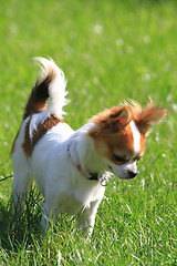 Image showing small chihuahua in the grass