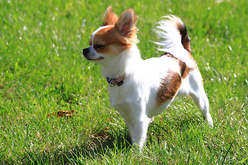 Image showing small chihuahua in the grass