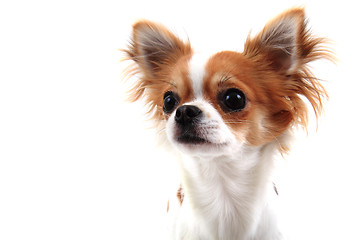 Image showing head of sweet chihuahua