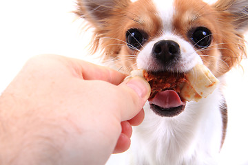 Image showing small chihuahua is eating dog snack