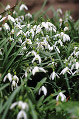 Image showing spring snowdrops flowers