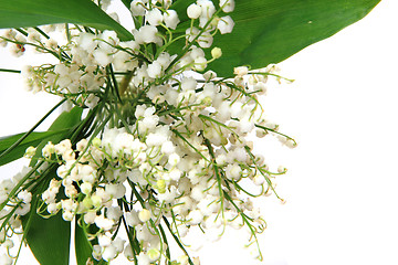 Image showing lily of valley