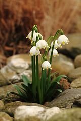 Image showing spring snowdrops flowers