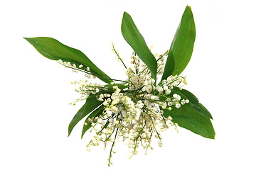 Image showing lily of valley