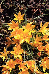 Image showing yellow crocus flowers