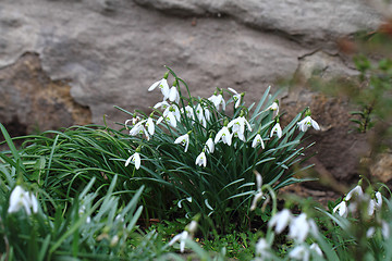 Image showing spring snowdrops flowers