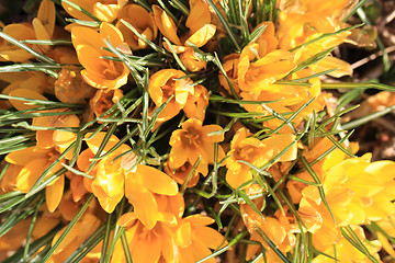 Image showing yellow crocus flowers