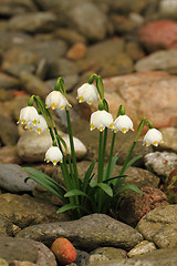 Image showing spring snowdrops flowers