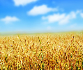 Image showing wheat and sky