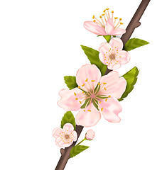 Image showing Close Up Cherry Blossom, Branch of Tree