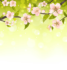 Image showing Cute Branches of Cherry Blossom Tree