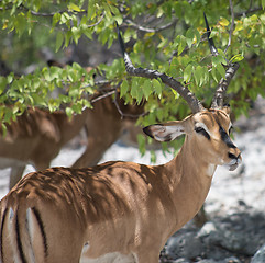 Image showing antelope impala