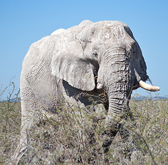 Image showing elephant