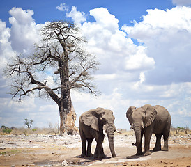 Image showing elephants in Africa