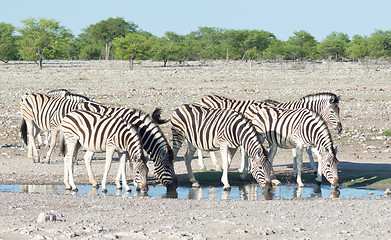 Image showing zebras