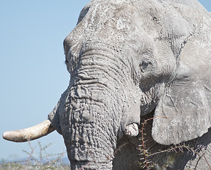 Image showing elephant