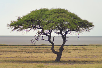 Image showing african landscape