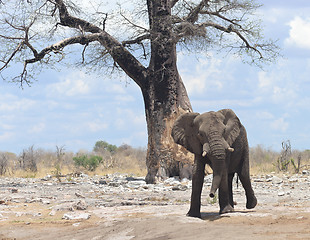 Image showing elephant in Africa