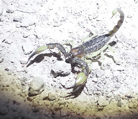 Image showing scorpio