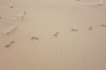 Image showing track on sand