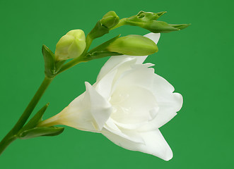 Image showing White freesia on green background