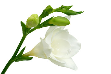 Image showing White freesia on green background