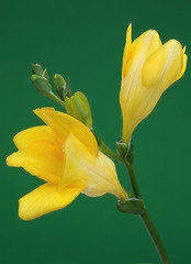 Image showing Yellow freesia on green background