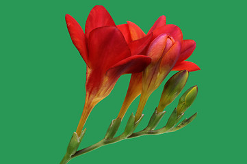 Image showing Red freesia on green background